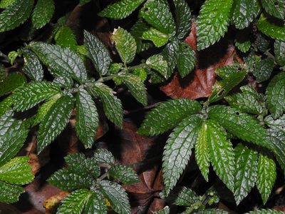 Elatostema parvum, photographed by Jacy Chen