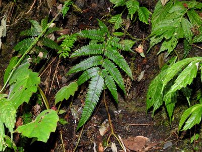 Pteris normalis, photographed by Jacy Chen