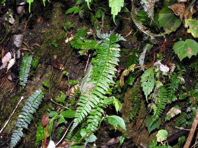 Polystichum hancockii, photographed by Jacy Chen