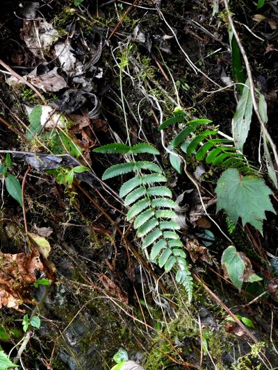 Dryopteris subatrata, photographed by Jacy Chen