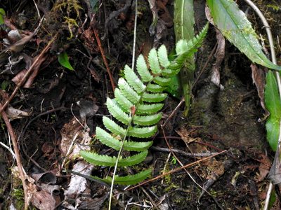 Dryopteris subatrata, photographed by Jacy Chen