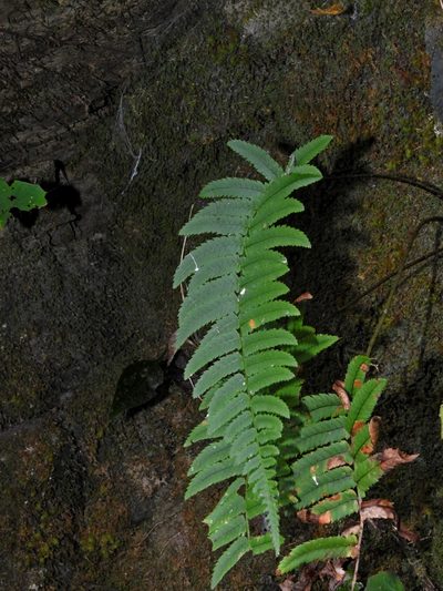 Dryopteris subatrata, photographed by Jacy Chen