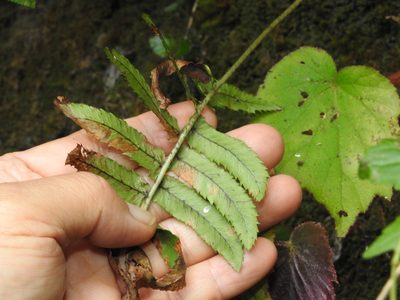 Dryopteris subatrata, photographed by Jacy Chen