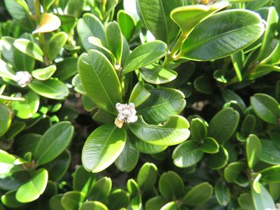 Buxus microphylla, photographed by Marco Mussita