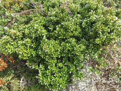 Buxus microphylla, photographed by Marco Mussita