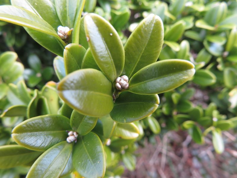 Buxus microphylla, photographed by Marco Mussita