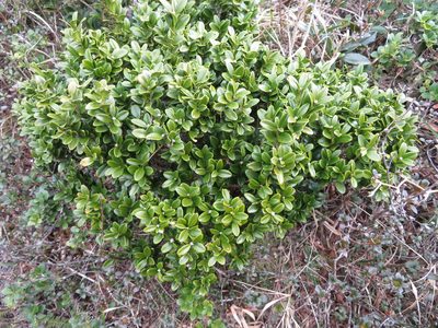 Buxus microphylla, photographed by Marco Mussita