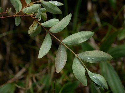 Hypericum geminiflorum, photographed by Jacy Chen