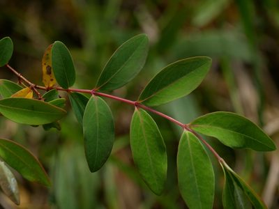 Hypericum geminiflorum, photographed by Jacy Chen
