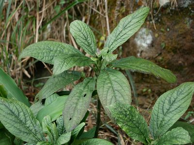 Paraphlomis javanica, photographed by Jacy Chen