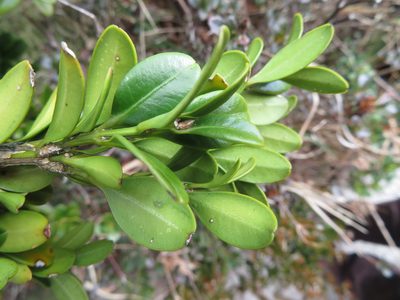 Buxus microphylla, photographed by Marco Mussita