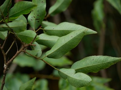 Embelia vestita, photographed by Jacy Chen
