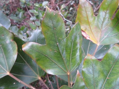 Dendropanax trifidus, photographed by Marco Mussita