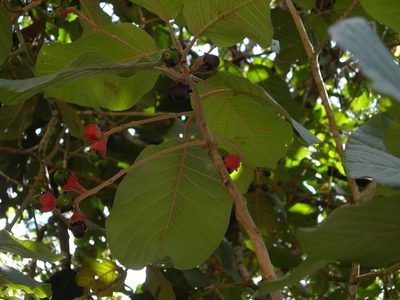 Ocotea sinuata, photographed by Neptalí Ramírez Marcial