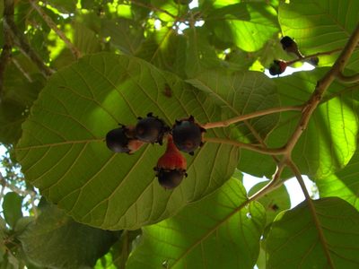 Ocotea sinuata, photographed by Neptalí Ramírez Marcial