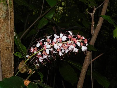 Humboldtia brunonis, photographed by Rama Narayanan