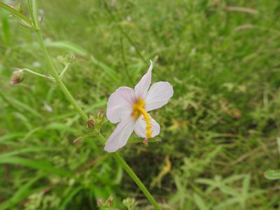 Kosteletzkya depressa, photographed by Alexis López Hernández