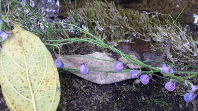 Utricularia reticulata, photographed by Rama Narayanan