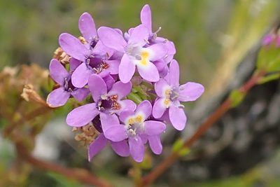 Pseudoselago verbenacea, photographed by Peter Warren