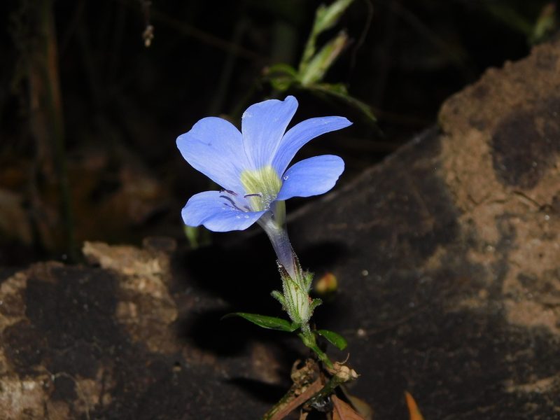 Barleria courtallica, photographed by Rama Narayanan