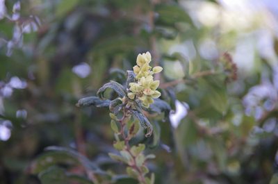 Gymnopodium floribundum, photographed by Eric Knight