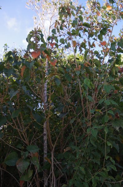 Croton icche, photographed by Eric Knight