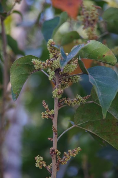 Croton icche, photographed by Eric Knight