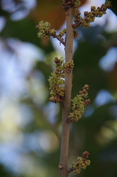 Croton icche, photographed by Eric Knight