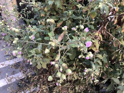Cyanthillium patulum, photographed by 黃美滿