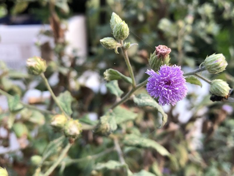 Cyanthillium patulum, photographed by 黃美滿
