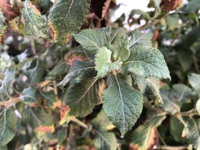 Cyanthillium patulum, photographed by 黃美滿