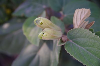 Helicteres baruensis, photographed by Eric Knight