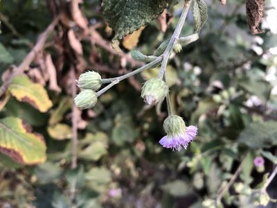 Cyanthillium patulum, photographed by 黃美滿