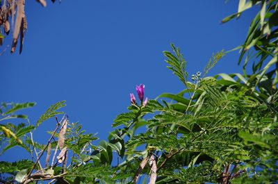 Cryptostegia grandiflora, photographed by Eric Knight
