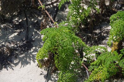 Ambrosia hispida, photographed by Eric Knight
