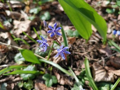 Scilla vindobonensis, photographed by Piero Visconti