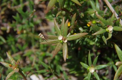 Portulaca rubricaulis, photographed by Eric Knight