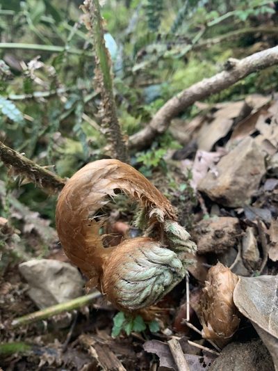 Polystichum parvipinnulum, photographed by Kuang Lo