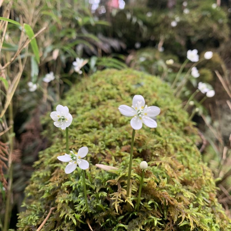 Coptis quinquefolia, photographed by Kuang Lo