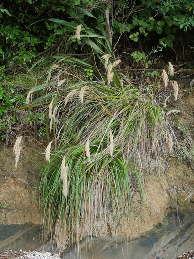 Chionochloa flavicans, photographed by Bruce Calvert