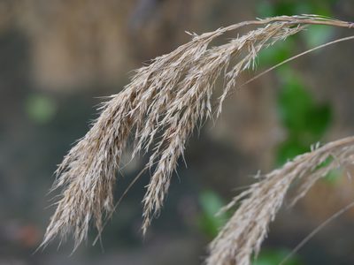 Chionochloa flavicans, photographed by Bruce Calvert