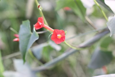Ipomoea indivisa, photographed by Romi Galeota Lencina