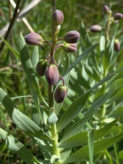 Fritillaria persica, photographed by desertnaturalist