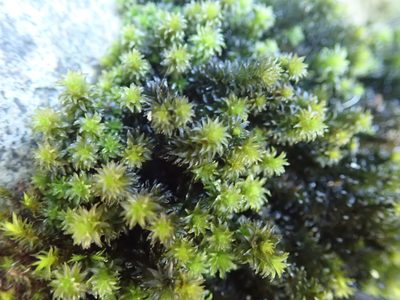 Scouleria aquatica, photographed by Randal
