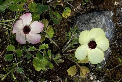 Ranunculus asiaticus, photographed by desertnaturalist