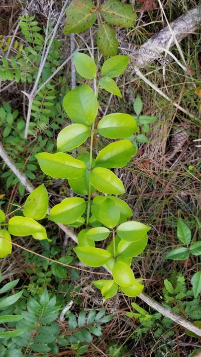 Jasminum dichotomum, photographed by Michelle Sevcovas