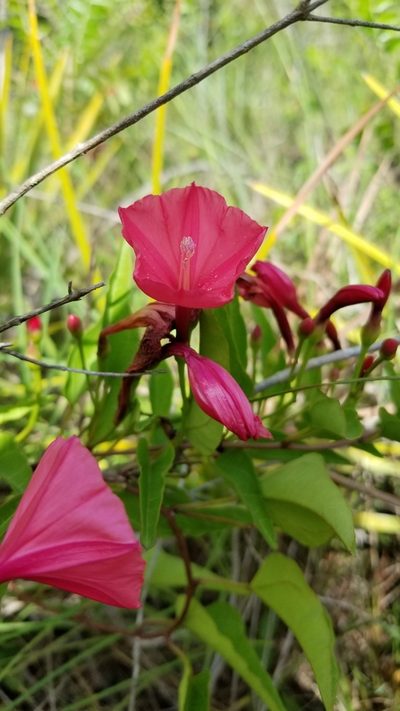 Ipomoea microdactyla, photographed by Michelle Sevcovas