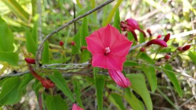 Ipomoea microdactyla, photographed by Michelle Sevcovas