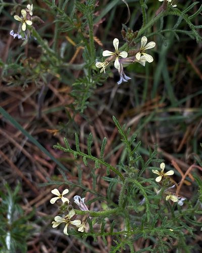 Carrichtera annua, photographed by desertnaturalist