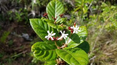 Guettarda scabra, photographed by Michelle Sevcovas
